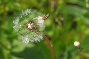 a ripe dandelion in the wind