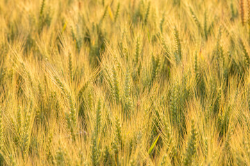 Wheat green field not ripened.Beautiful natural landscape at sunset. Rural landscape under bright sunlight.Collection concept