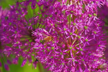 bee on purple verbena flowers