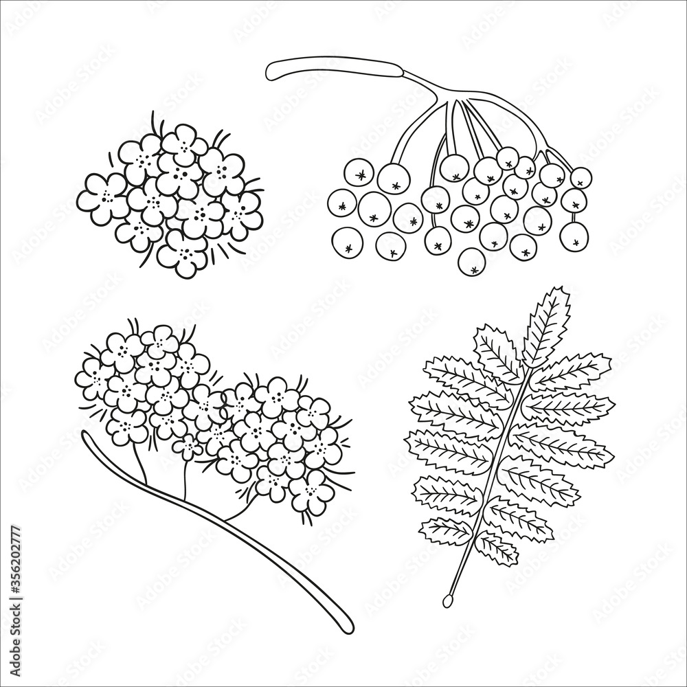 Sticker vector set of line rowan tree elements isolated on white background. botanical illustration of rowan