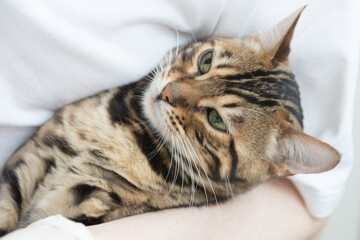 The cat glares at the veterinarian during the procedure. The animal does not like the visit to the...