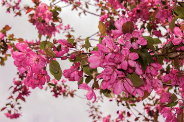 Apple tree in bloom. Pink floral background