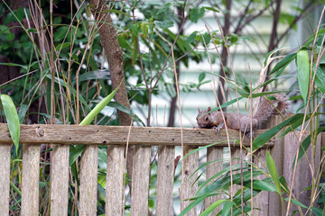 A furry gray squirrel planking by stretching out flat belly down on a garden fence