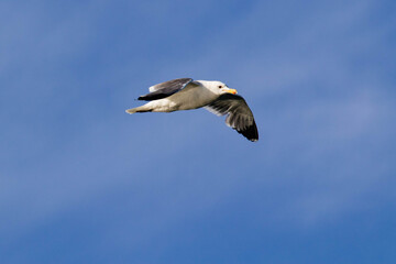 Seagull