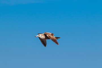 Seagull
