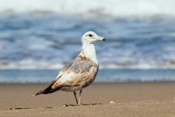 Seagull