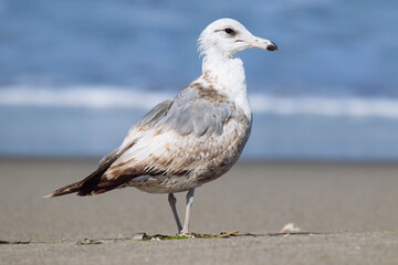 Seagull