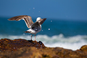 Seagull