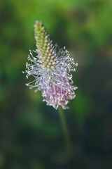 Flower on a blurred natural green background. Abstract floral background.