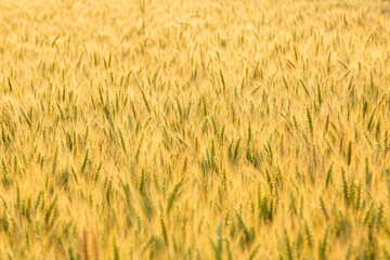 Wheat green field not ripened.Beautiful natural landscape at sunset. Rural landscape under bright sunlight.Collection concept