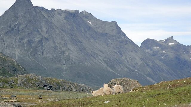 WS TS Sheep walking in front of mountain range near Tasermiut Fjord / South Greenland, Greenland