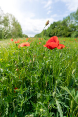 Corn poppy flower in a grain field