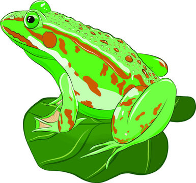 green frog on the leaf