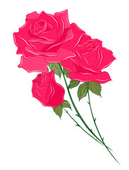 bouquet of beautiful pink roses vector