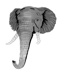 head of grey African elephant