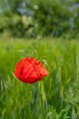 Fototapeta na wymiar Corn poppy flower in a grain field