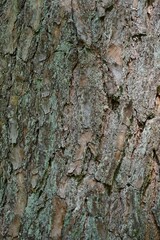 oak bark natural structure portrait