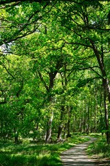 Müritz-Nationalpark magical walkway through forest along green trees with roof of leaves.