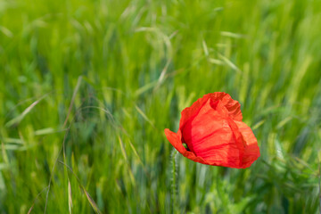 Fototapeta na wymiar Corn poppy flower in a grain field