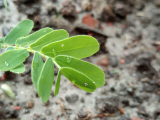 Macro Shot of Tamarind Leaves with Water Drops
