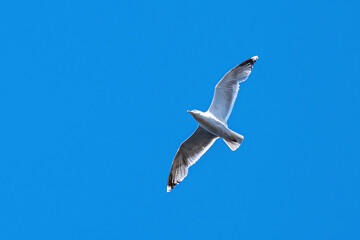 Two white sea gulls flying in the blue sunny sky over the coast of Baltic Sea.