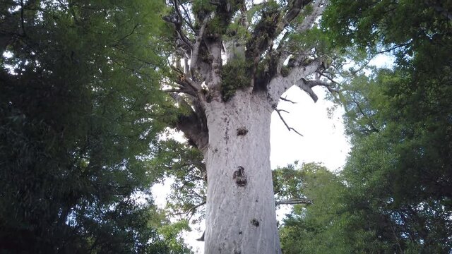 4k top to bottom tilt pan motion of the 2000 year old Kauri tree called Tane Mahuta, the largest and oldest Kauri tree on the north island of New Zealand