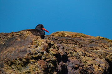 Oyster Catcher in California Coast