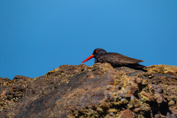 Oyster Catcher in California Coast