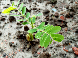 Macro Shot of Growing Tamarind Plant