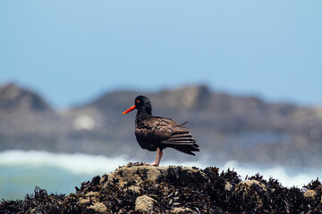 Oyster Catcher in California Coast