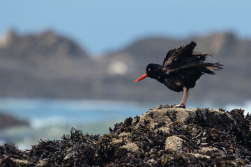 Oyster Catcher in California Coast