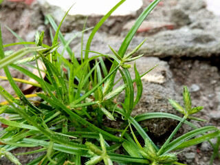 Macro Shot of Green Grass over Stone