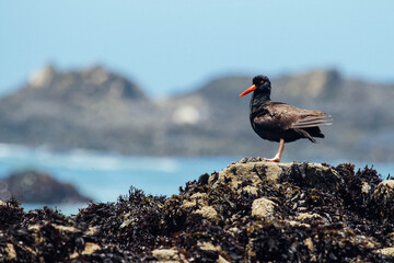 Oyster Catcher in California Coast