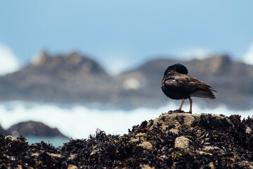 Oyster Catcher in California Coast