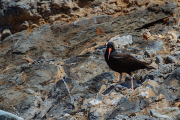 Oyster Catcher in California Coast