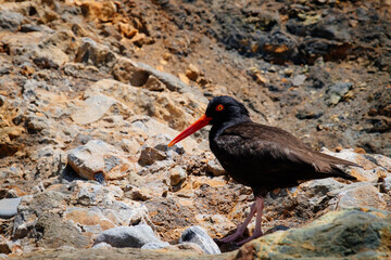 Oyster Catcher in California Coast