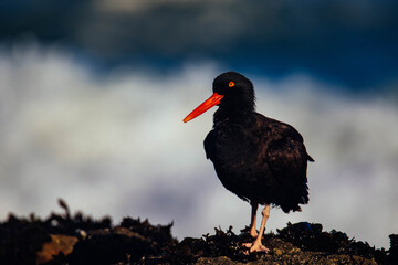 Oyster Catcher in California Coast