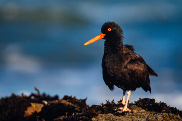 Oyster Catcher in California Coast