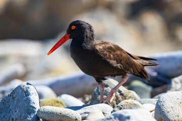 Oyster Catcher in California Coast