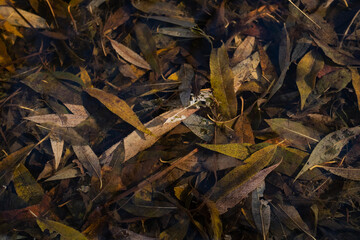 toleranz velfältig ordnung herbst blätter