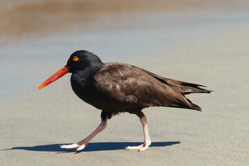 Oyster Catcher in California Coast