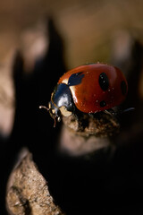 Biedronka © Tomek
