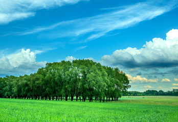 summer landscape with trees and blue sky