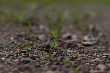 New life in the ground