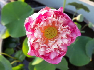 close up lotus flower pod