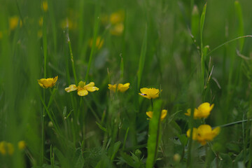 Bright yellow flowers in the grass