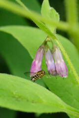 Schwebfliege