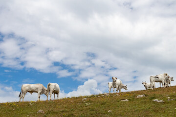 White cows with horns, flowery meadow and blue sky. Grazing cows in the mountains. Herds reared naturally and organically. Cows and steers raised on mountain meadows. Breeding in the wild.