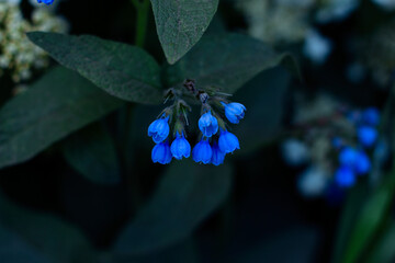 forget me not flower