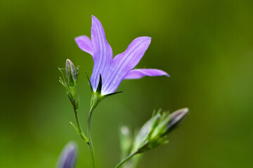 spring flowers in the garden